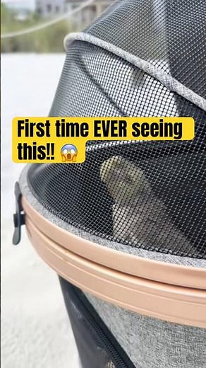 Relax with Bernie at the Beach 🌊 #bird #asmr #pet #birds #foryou #viral #cockatiel #parrot #pets