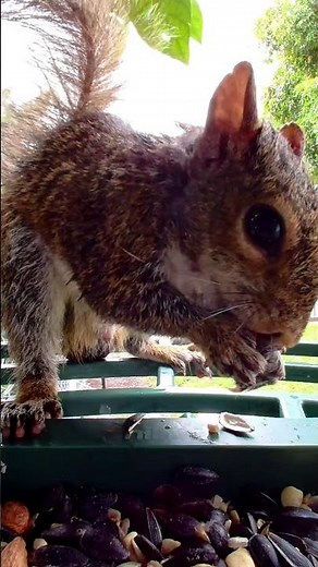 ASMR Squirrel Eating Seeds 🐿️ | Relaxing Backyard Wildlife Sounds in 4K