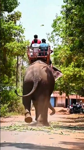Unbelievable! 😱 Giant Elephant Suddenly FELL DOWN With Riders! #shorts ​#Viral ​#Trending