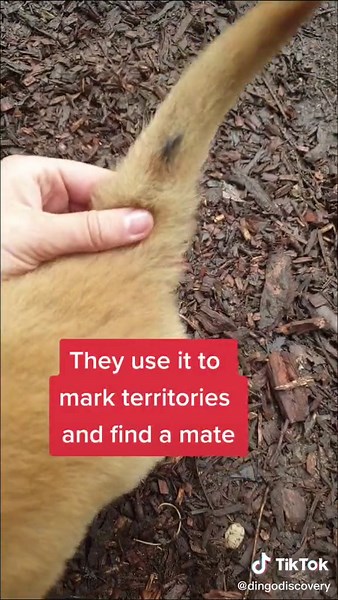 Understanding Dingoes: The Top Predator of Australia