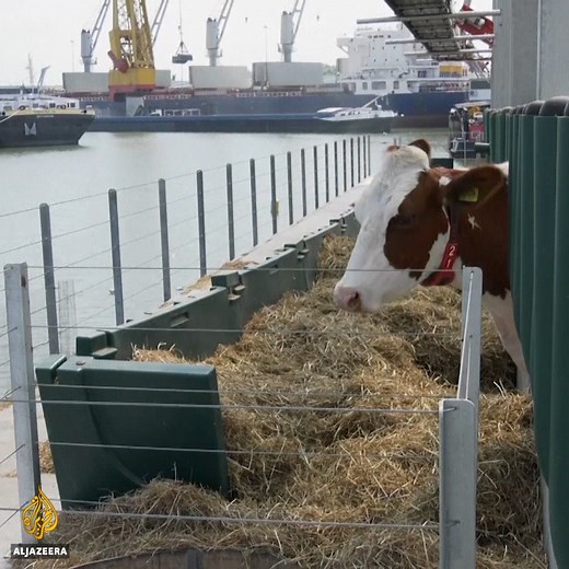 155K views · 1.8K reactions | Engineer-turned-farmer says he has created a revolutionary, automated and sustainable dairy farm that can solve serious issues linked to land cattle farms. | Al Jazeera English | Facebook
