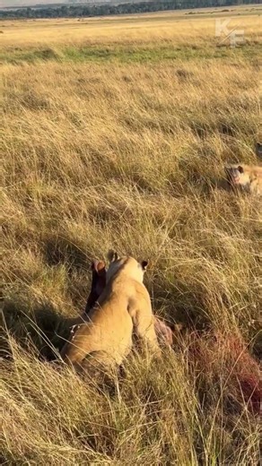 Lioness Steals Prey from Hyenas – Wild Moment