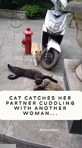 Caught Red Handed 😅 #Cats #Animals #SocialMedia | Olima Omega