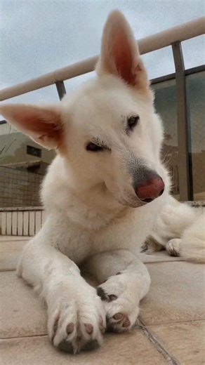 White Swiss Shepherd ❤️‍🩹🔥 | White Swiss Shepherd