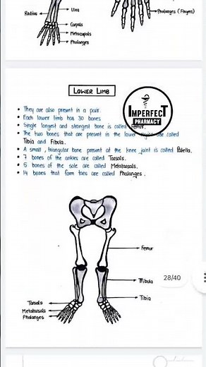 Integumentary | Skeletal System | Joints Notes | B Pharma 1st Semester Notes
