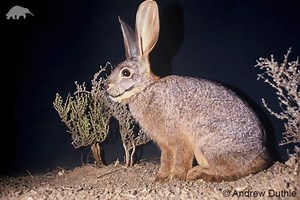 Riverine rabbit - Alchetron, The Free Social Encyclopedia