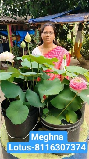 🪷 Hybrid Lotus Plant Ready in Bucket | বালতিতে রেডি জলপদ্ম গাছ পেয়ে যাবে