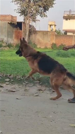 Garman shephers female dog#like #subscribe