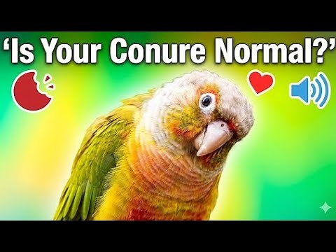 Pineapple Conure Behavior Explained | Why They Bite, Scream & Cuddle