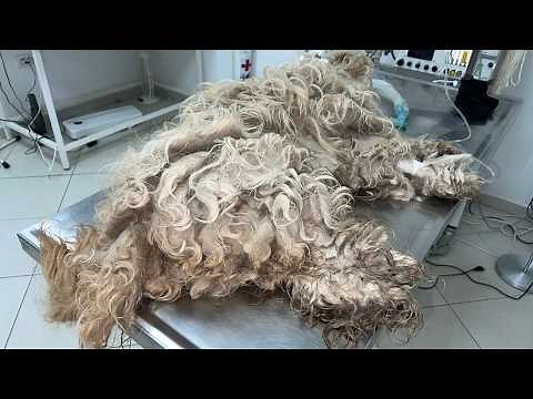 This Dog Got Neglected Again