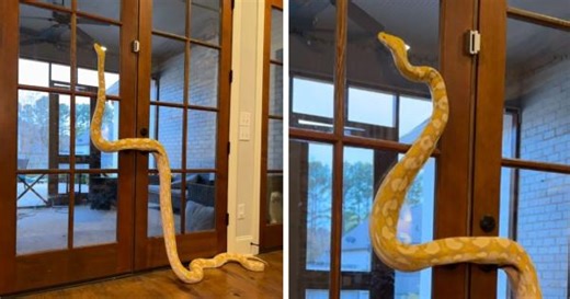 Escape artist: Impressive pet python climbs owner's door