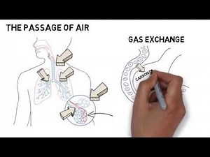 GCSE Biology - Respiratory System