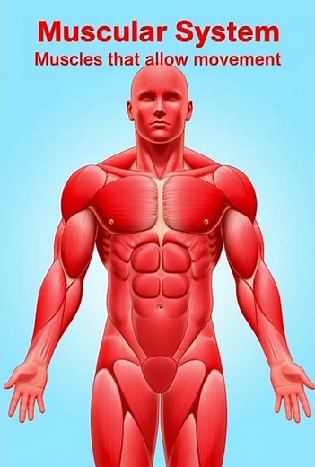 structure of animals’ bodies—how their organs, tissues, bones, and systems are arranged