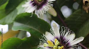 Passion fruit, with its flowers in full bloom. Its Latin name is Passiflora edulis Sims