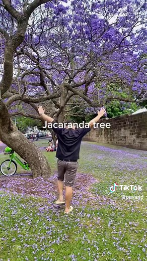 Beautiful Purple Jacaranda Trees in Sydney