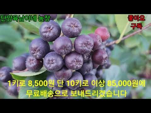 Pre-order Sale of High-Altitude Pesticide-Free Fresh Aronia Berries