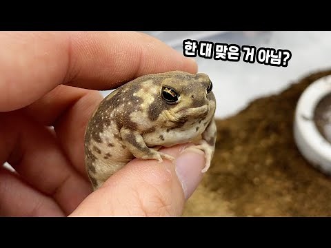 비쥬얼 끝판왕 개구리 등장ㅋㅋ 사육방법 완벽히 알려 드립니다!