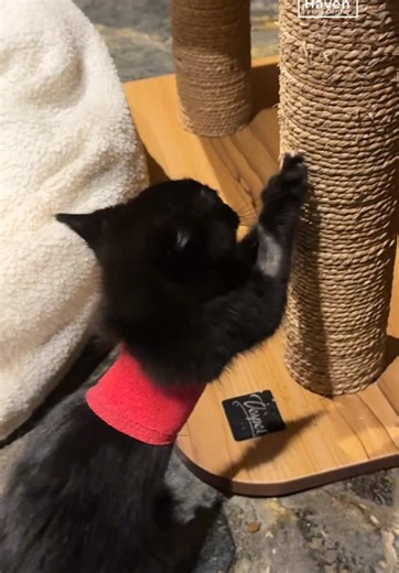 Orage's Journey to Recovery: Physical Therapy Updates