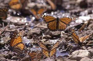 Government pledges millions to save the monarch butterfly