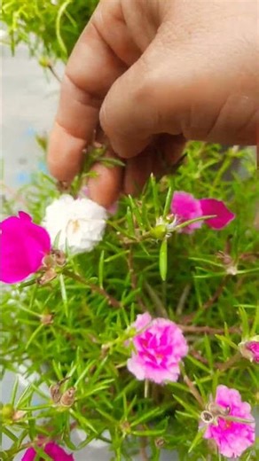 🌱🌹portulaca This flower blooms at nine or ten o'clock 🥰 #gardening #plants #garden #shortsfeed #s...