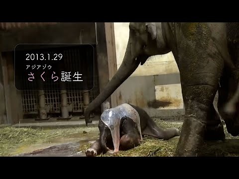 【東山動植物園公式】アジアゾウ「さくら」誕生 《 アジアゾウ ゾウ 》