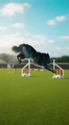 Mudi on a professional agility #shorts #dog