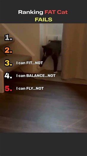 Funniest FAT CAT Fails #catvideos #funniestcats #funny #funnyanimals #funnycatsvideos #pets