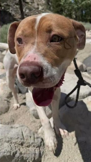 Meet Moose! 🐕 A One y/o Pitbull Mix in Puyallup, Washington who is looking for his new home! 🐾