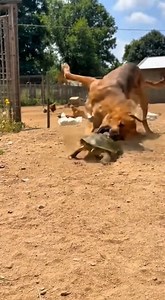 Don’t Underestimate a Turtle 😱 | Bee Photograp