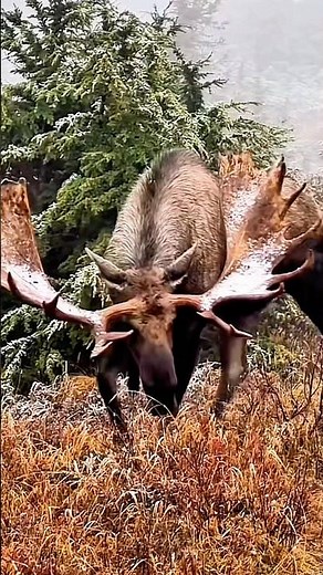 How Big Is a Moose? The Largest Deer in the World 🫎#Moose #BullMoose #Wildlife #Nature #AnimalFacts