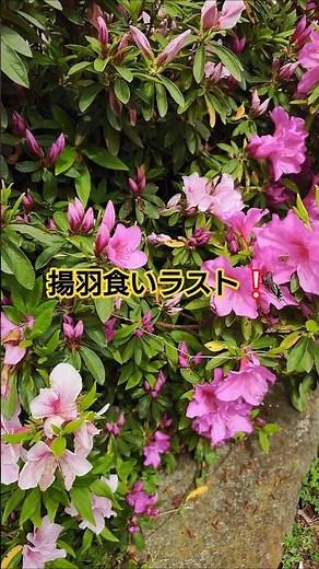 神様の使い蝶々🦋✨城山香川県❤揚羽蝶🦋R8/4/26 #butterfly #蝴蝶 #散歩 #景色綺麗