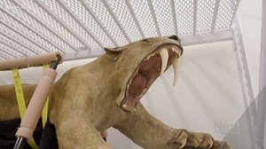 The story behind Denver Museum of Nature and Science's saber-tooth cat