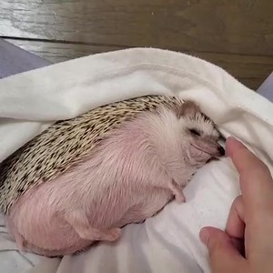 la dosetti quotidianetti di musetti teneretti🥺 | Musetti Animaletti