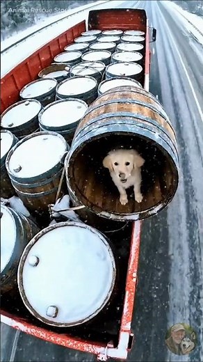 A Golden Retriever Saves Her Trapped Cubs — With Help from an Old Man #rescue #rescuedog