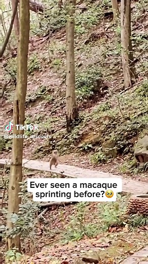 Understanding Macaques: Intelligent Social Primates