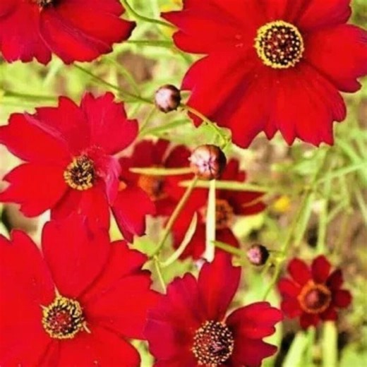 Dwarf Red Plains Coreopsis Seeds 1000 | Non-gmo Annual Flower | Garden Planting - Etsy