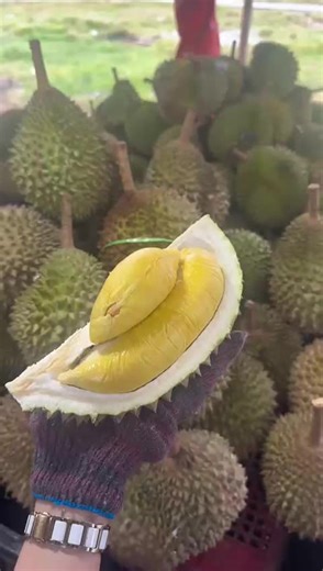 pakat mari dekat kedai buah sberang marang ! #musangkingdurian #fyp #buahdurianmurah #durianraub #durianmurah