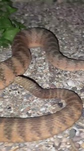 One of the key identifying characteristics of the Tiger Rattlesnake is that they have a relatively small head in comparison to other rattlesnake species. Bryce found this really nice one out at night while exploring the desert. | Rattlesnake Solutions
