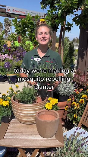 Natural Mosquito Repellent Plants for Your Garden