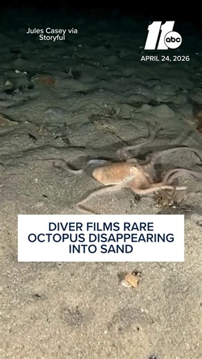 Rare Octopus Disappears into Sand in Victoria
