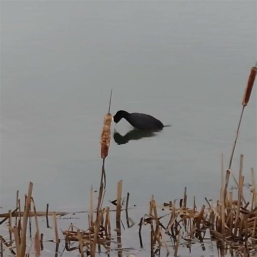 Coot Diving #Shorts #Coot #Diving