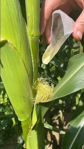 Gardening tip: hand pollinate your corn if you’re growing in a small patch! #growsomefood #gardening