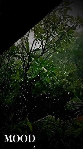 Rain Feeling | Peaceful Monsoon Rain Nature Sounds | 4K Rain Video