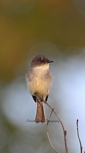 Eastern Phoebe | Srikanth Boga Photography