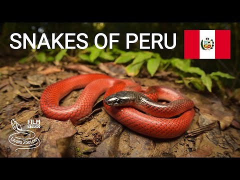 Snakes of Peru, 5 species from the Amazon rainforest, Fer-de-lance, Rainbow boa and more