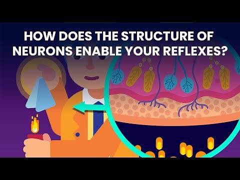 How Neurons Connect!