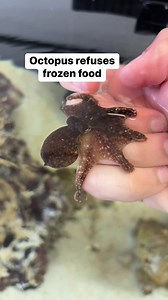 Some octopuses will refuse to eat frozen food. #unotheocto #thereefdoc #octopus #petoctopus | The Reef Doc