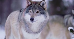 Portrait Satisfied Wolf Cleaning Teeth After Stock Footage Video (100% Royalty-free) 23997325 | Shutterstock
