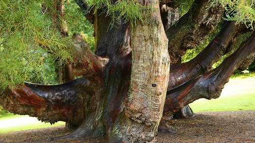 The Ultimate Guide To Sugi (Japanese Cedar) Wood - Top Woodworking Advice