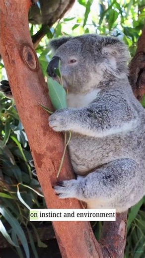 Koalas Can Starve Surrounded by Food… And It’s Actually Real